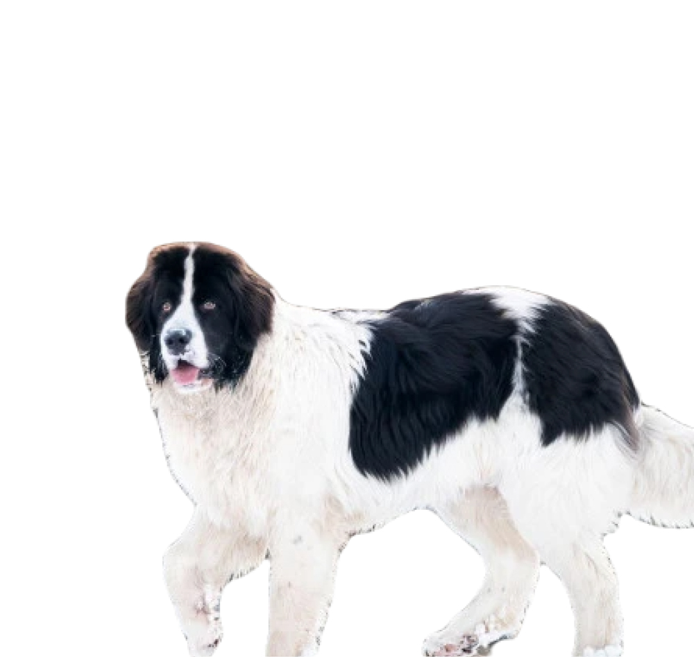 Ландсир: описание породы, уход и характер